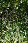 Giant cutgrass